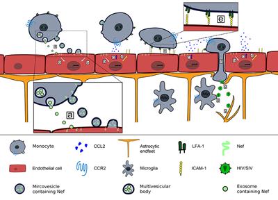 Nef-induced CCL2 Expression Contributes to HIV/SIV Brain Invasion and Neuronal Dysfunction